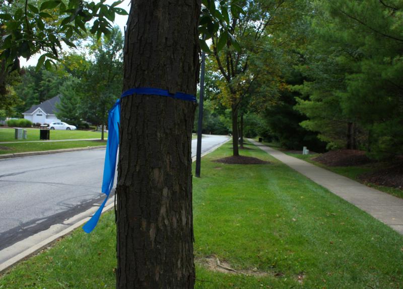 A blue ribbon marks this ash tree for removal in a neighborhood in Strongsville. Without agressive pesticide use, 99.7 % of ash trees will succumb to the insect pest.