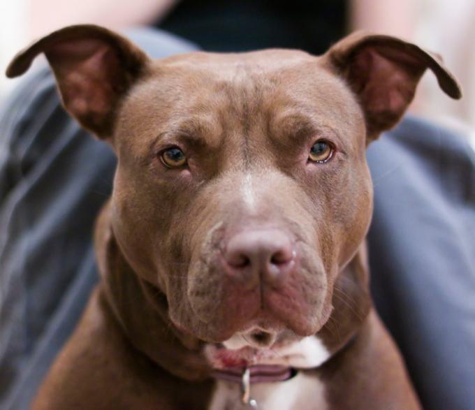 WKSU News Ohio may take pit bulls off the dangerous list