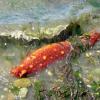 A sea cucumber lounges in the surf, unaware of its role in human brain research.