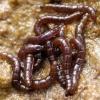 Larvae of the Antarctic midge, Belgica antartica, the world's southernmost insect.  The team is studying how these insects survive the extreme cold and dry conditions.