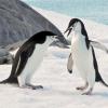 Chinstrap penguins are one of two species that nest near the Palmer Station.  Global warming has dramatically changed penguin nesting habits in the region, according to Dr. Lee.