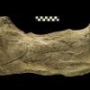 Cut marks are visible on the femur of a Jefferson's ground sloth found in a Huron County bog around 1915.  The marks were shown to be made by prehistoric stone tools.  The comparison scale in the photo is in centimeters.