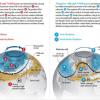 Scientific American illustrates how the Arctic wind patterns affect weather in the Northern Hemisphere.  
