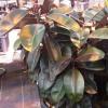 A conventional rubber plant--in a fairly early stage of growth