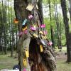 A highly damaged maple is tagged with dozens of guesses as to where it will split when a force is applied to pull it down. Researchers from around the world gathered this month at Davey Tree's research farm to gather data in the still nascent science of tree biomechanics.