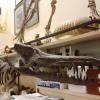 Kutchicetus is a member of an extinct family of early whales that lived in the swamps of what is now the Kutch region of western India.