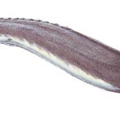 Basilosaurus was a fully aquatic whale 40 million years ago, although it retained tiny, vestigial hind legs. 