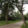 Majestic ash trees line this street near downtown Akron.  They were planted in the early 1950's after Dutch elm disease wiped out that popular street tree. Urban planners now emphasize diversity in plantings in anticipation of the next pest onslaught.