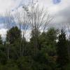 Dead ashes stand out in among other trees along a Strongsville interchange.  Ashes were once one of the most common Ohio trees, but are soon heading the way of other victims of invasive pests like the elm and American chestnut.