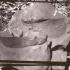 A shale concretion from  the I-71 dig holds part of the lower jaw of Dunkleosteous. The shale nodules were cracked open in the field to reveal fossils and impressions from the Devonian era 360 million years ago.